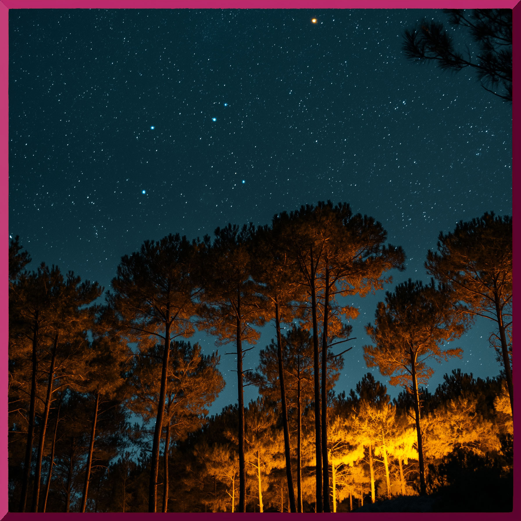 Nuits des Forêts
